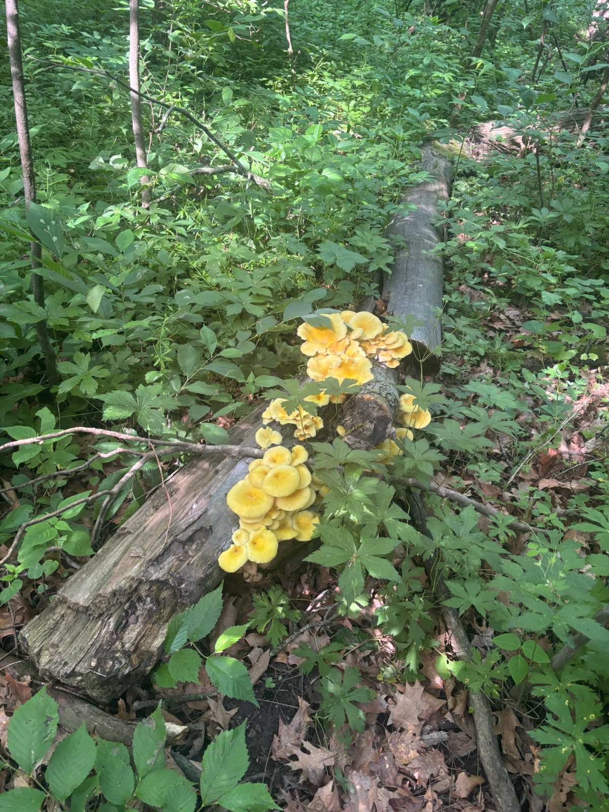 Your Guide to the Golden Oyster Mushroom
